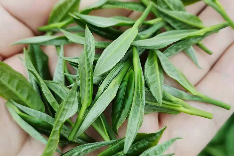 陡岭洞茶叶种植基地茶叶展示