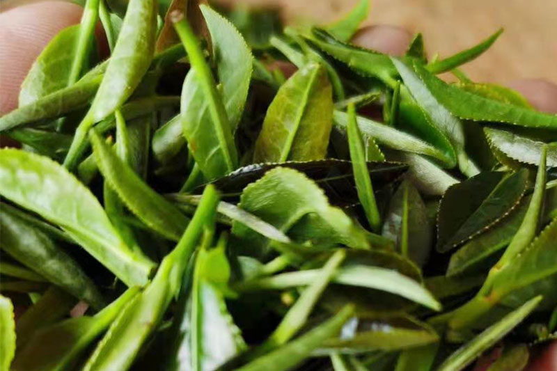 陡岭洞茶叶种植基地茶叶展示