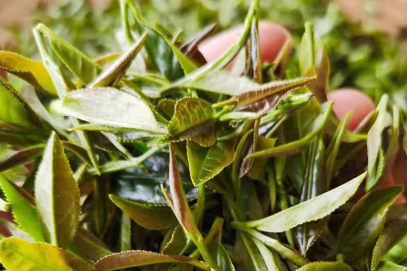 陡岭洞茶叶种植基地茶叶展示