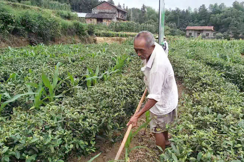 陡岭洞茶叶种植基地