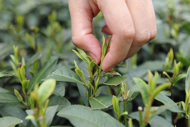 260万吨！中国茶叶年产量世界第一，最大买家不是英国，在非洲