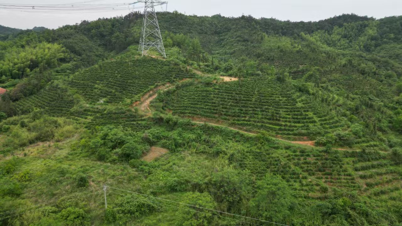 陡岭洞茶叶基地