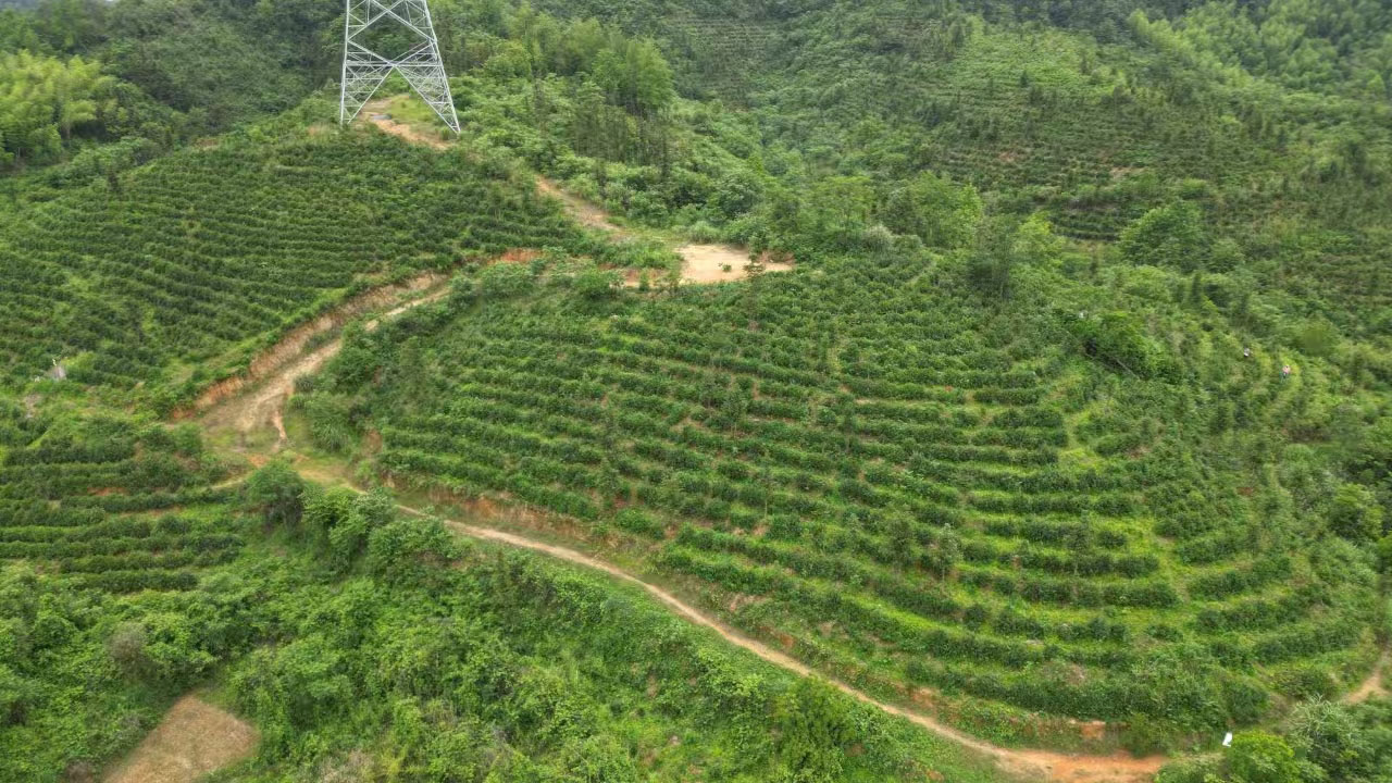 陡岭洞茶叶基地