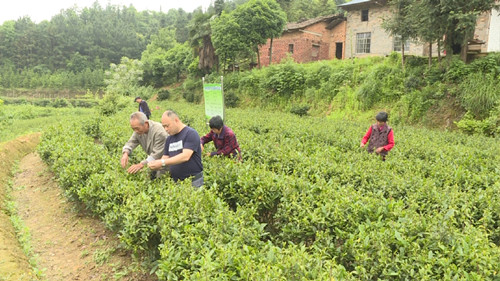 桃林镇治水村：朝阳扶贫产业 脱了贫还富了民